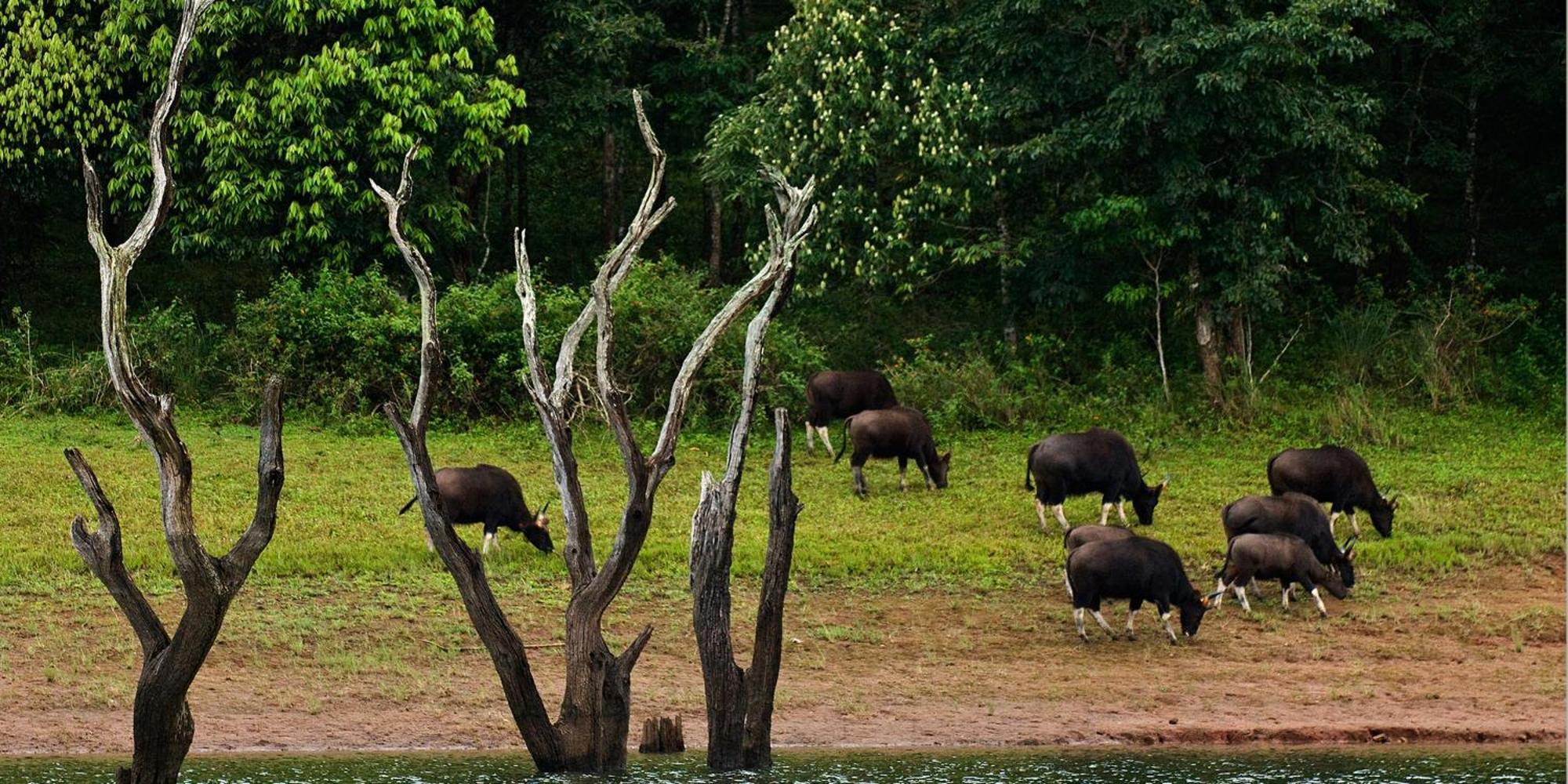 Cardamom County By Xandari Hotel Thekkady Eksteriør billede
